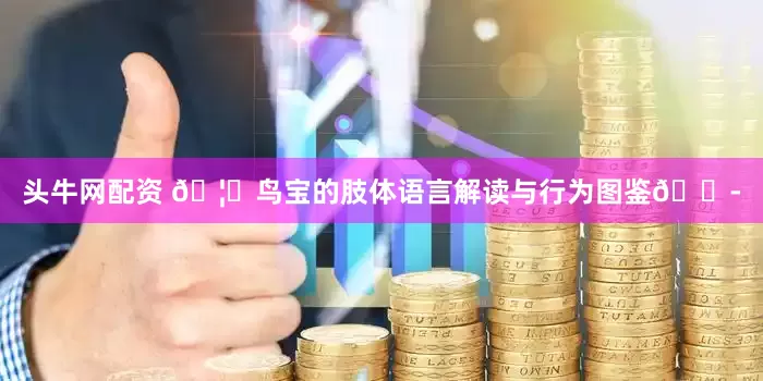 头牛网配资 🦜鸟宝的肢体语言解读与行为图鉴💭